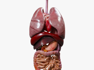 Internal Organs 3D Model