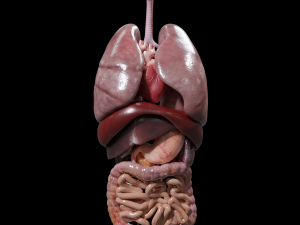 Internal Organs Modelo 3D