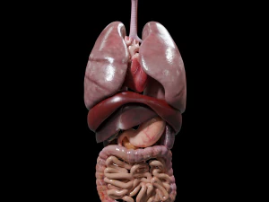 Internal Organs 3D Model