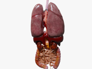Internal Organs Modelo 3D