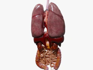 Internal Organs 3D Model