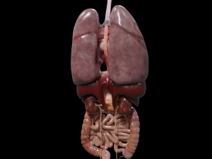 Internal Organs Modelo 3D