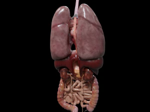 Internal Organs 3D Model