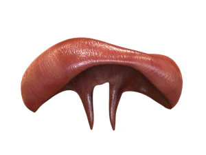 Internal Organs 3D Model