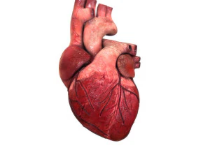 Internal Organs 3D Model