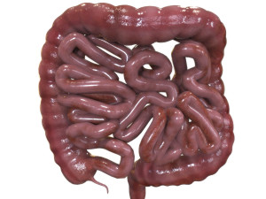 Internal Organs Modelo 3D