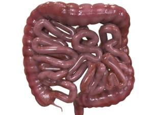 Internal Organs 3D Model