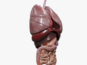 Internal Organs 3D Model