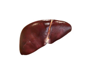 Internal Organs 3D Model