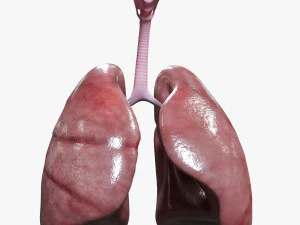 Internal Organs 3D Model