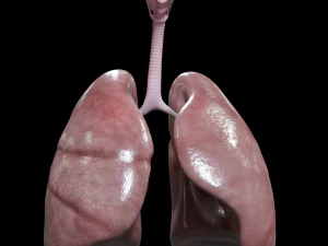 Internal Organs 3D Model