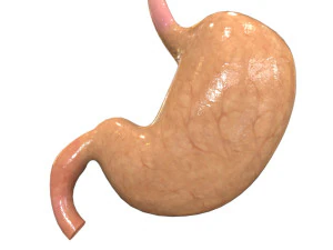 Internal Organs 3D Model