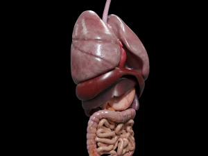 Internal Organs 3D Model