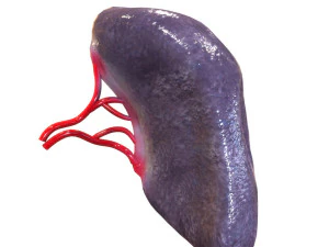 Internal Organs 3D Model