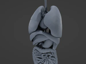 Internal Organs 3D Model