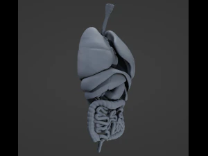 Internal Organs 3D Model