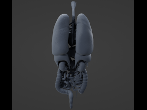 Internal Organs Modelo 3D