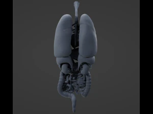 Internal Organs 3D Model