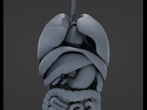 Internal Organs Modelo 3D