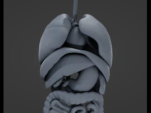 Internal Organs 3D Model