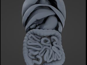 Internal Organs Modelo 3D