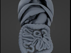 Internal Organs 3D Model