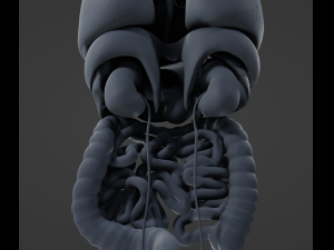 Internal Organs Modelo 3D