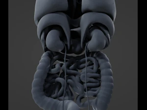 Internal Organs 3D Model