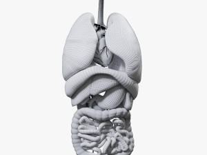 Internal Organs Modelo 3D