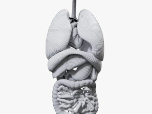Internal Organs 3D Model