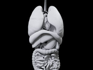 Internal Organs Modelo 3D