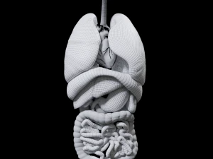 Internal Organs 3D Model