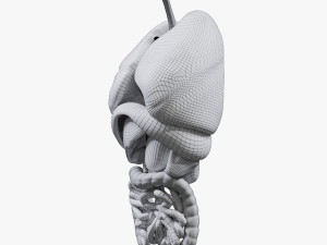 Internal Organs Modelo 3D