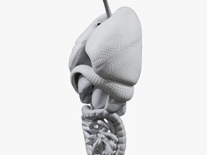 Internal Organs 3D Model