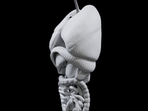 Internal Organs Modelo 3D