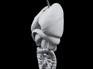 Internal Organs 3D Model