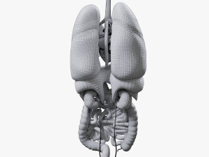 Internal Organs Modelo 3D