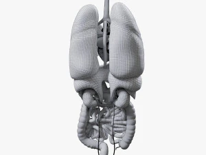 Internal Organs 3D Model