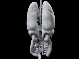 Internal Organs Modelo 3D