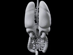 Internal Organs 3D Model