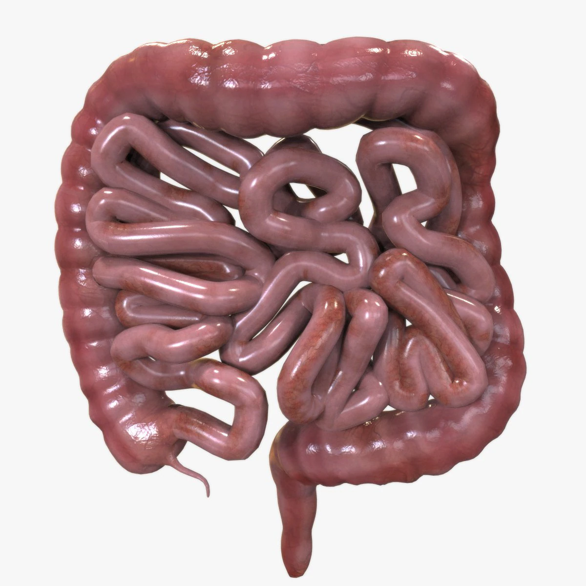 Human Intestine 3D Model .c4d .max .obj .3ds .fbx .stl .blend 