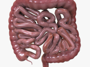 Human Intestine Modèle 3D