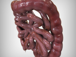 Human Intestine Modelo 3D