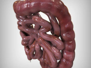 Human Intestine 3D Model