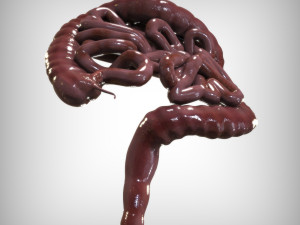 Human Intestine Modelo 3D