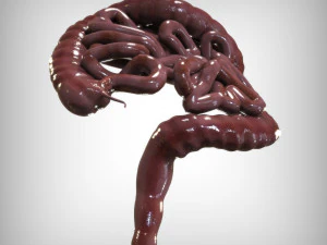 Human Intestine 3D Model