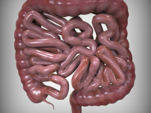 Human Intestine 3D Model
