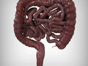 Human Intestine 3D Model