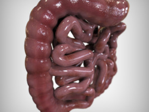 Human Intestine Modelo 3D