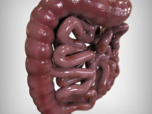 Human Intestine 3D Model